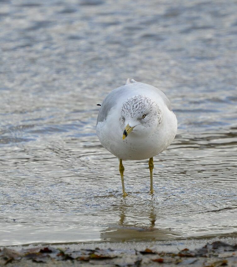 Ring-billed Gull