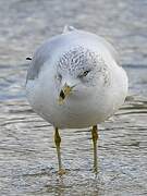 Ring-billed Gull