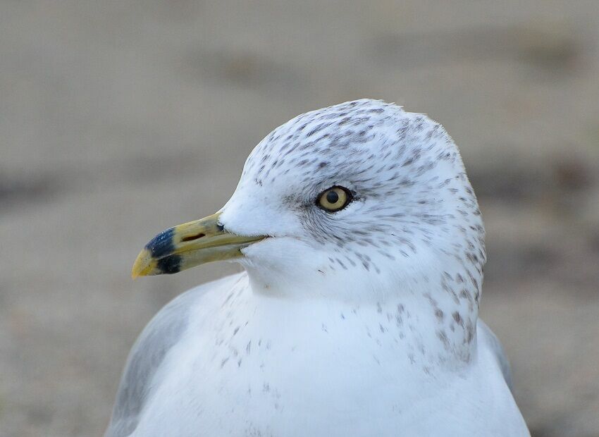 Ring-billed Gull