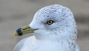 Ring-billed Gull