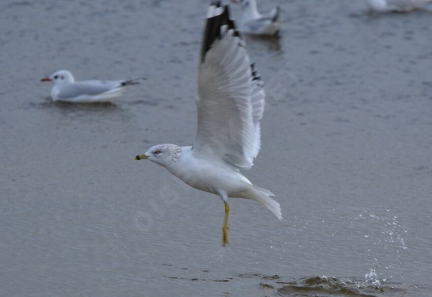 Ring-billed Gull, Flight