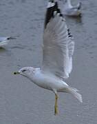 Ring-billed Gull