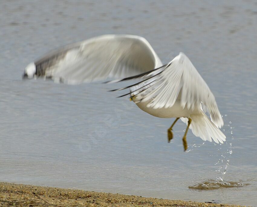 Ring-billed Gull, Flight