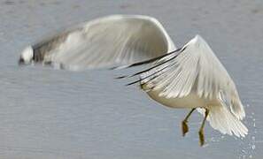 Ring-billed Gull