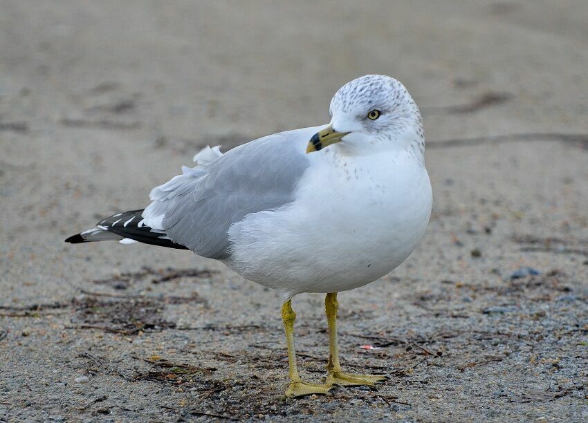 Ring-billed Gull