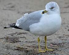 Ring-billed Gull