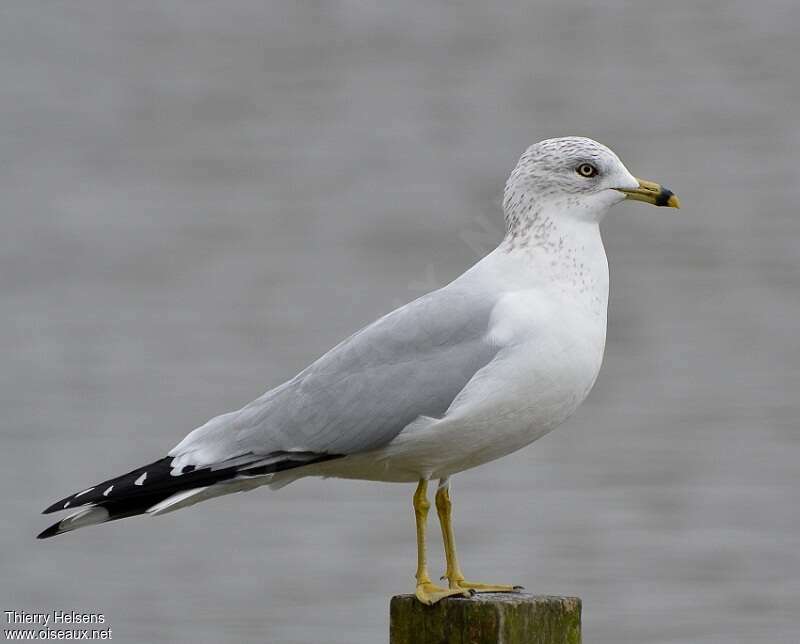 Ring-billed Gulladult post breeding, identification