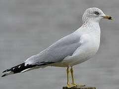 Ring-billed Gull