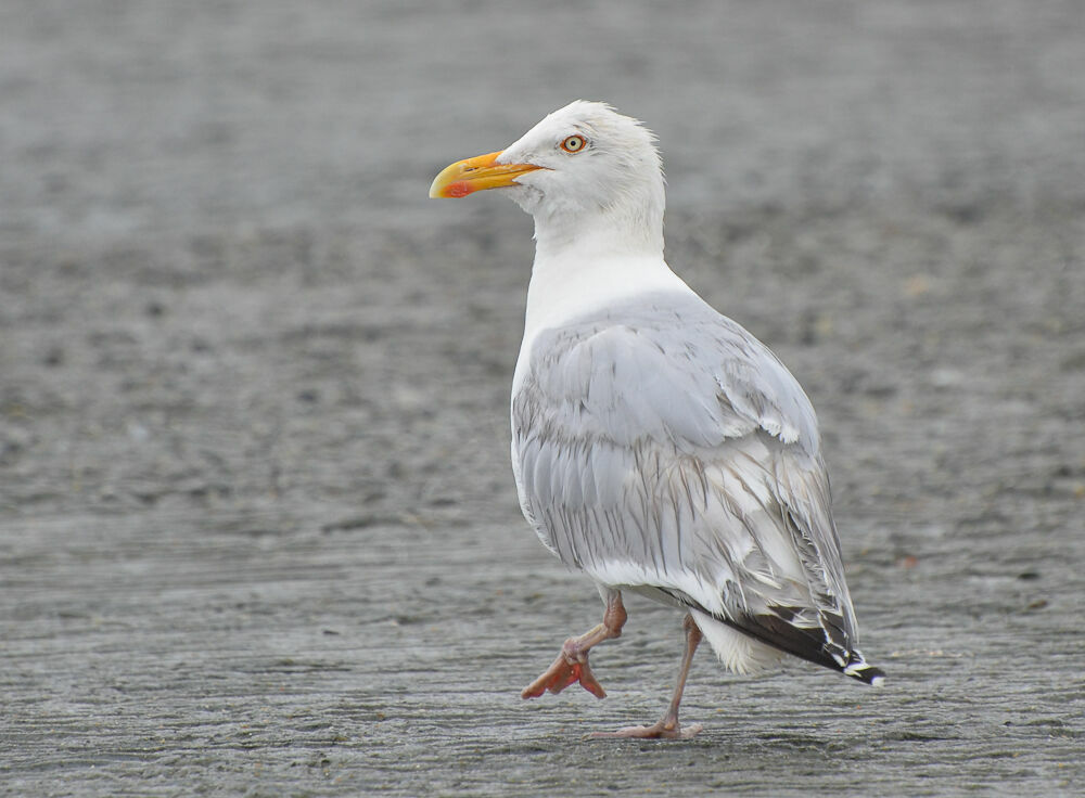 European Herring Gull