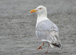 European Herring Gull