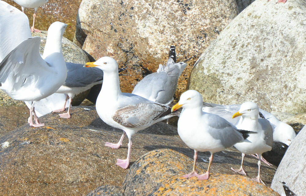 European Herring Gull