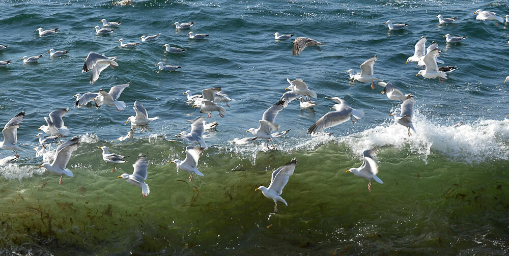 European Herring Gull, Behaviour