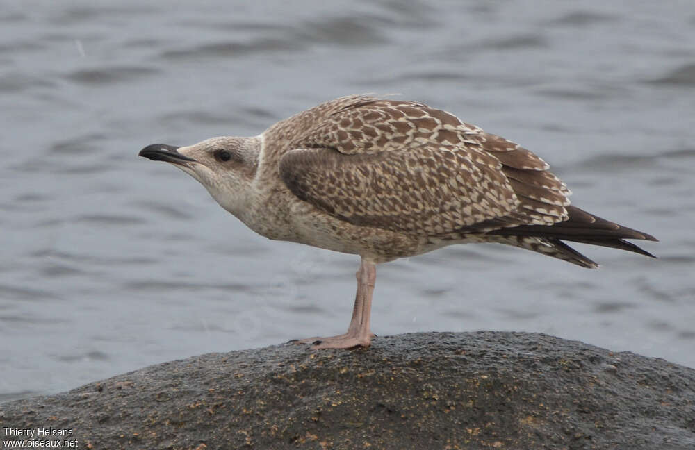 European Herring Gulljuvenile, identification