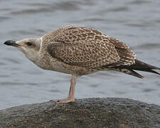 European Herring Gull