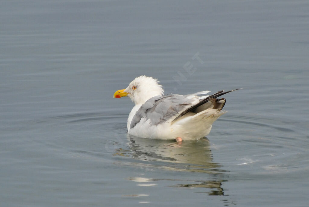 European Herring Gulladult