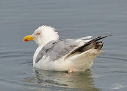 European Herring Gull