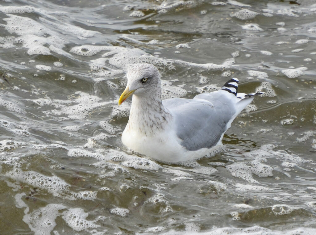 Goéland argenté