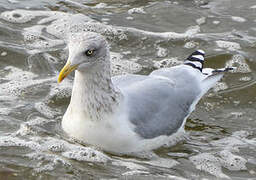 European Herring Gull