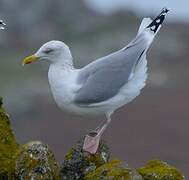 Goéland argenté