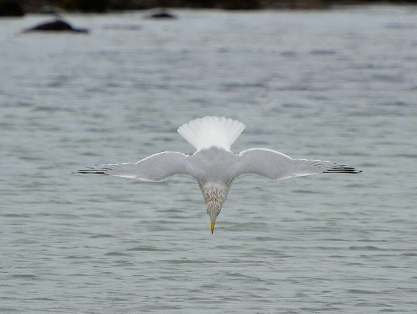 European Herring Gulladult, Behaviour