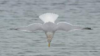 European Herring Gull