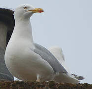 European Herring Gull