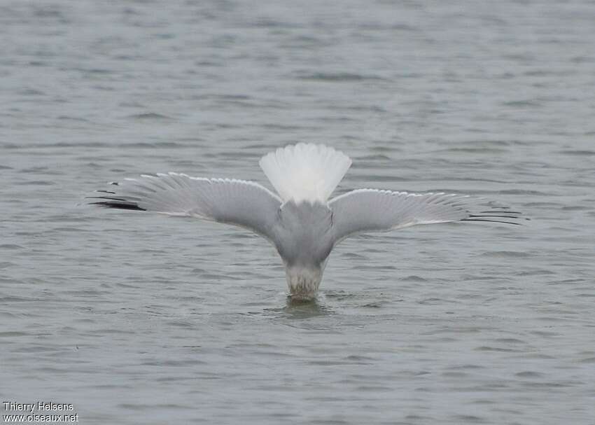 Goéland argentéadulte, pêche/chasse, Comportement