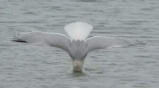 European Herring Gull