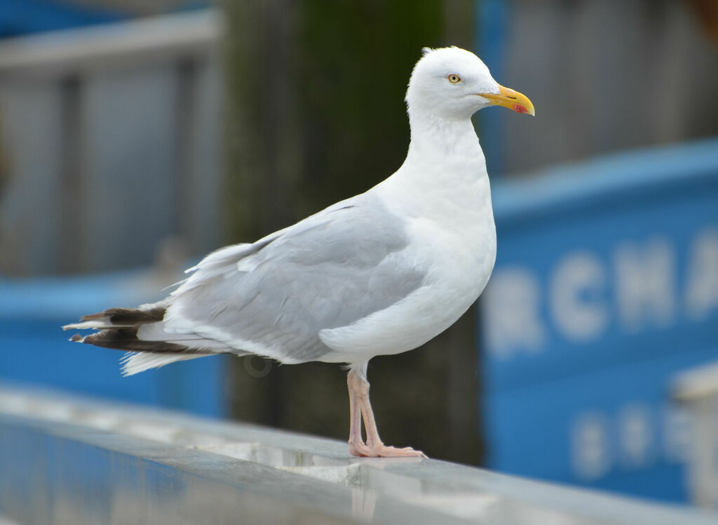 European Herring Gulladult