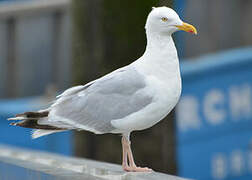 European Herring Gull