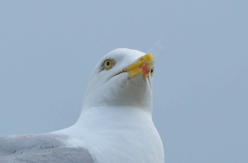 European Herring Gulladult