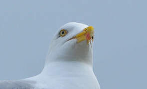 European Herring Gull