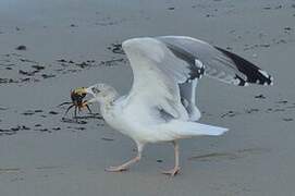 European Herring Gull