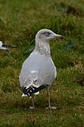 European Herring Gull