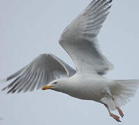 European Herring Gull