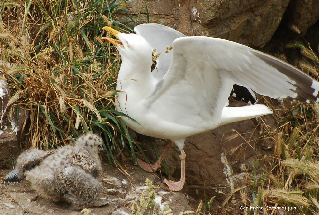 European Herring Gull