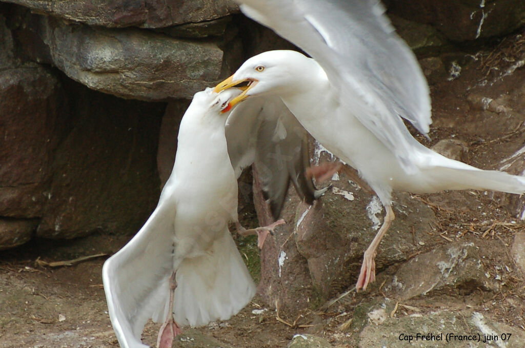 European Herring Gull