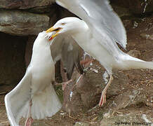 European Herring Gull