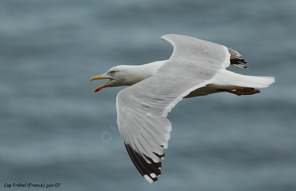 European Herring Gulladult