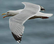 European Herring Gull