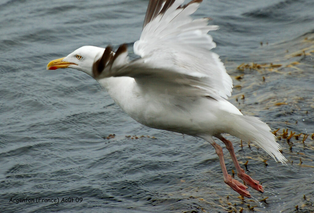 European Herring Gulladult, Flight