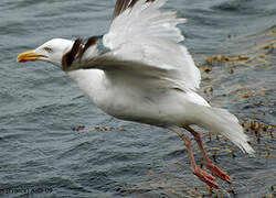 European Herring Gull