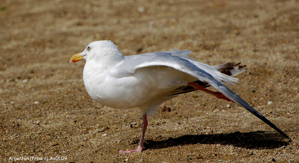 Goéland argentéadulte