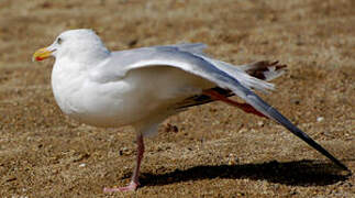 European Herring Gull