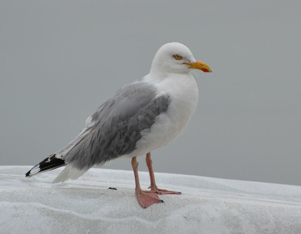 European Herring Gull