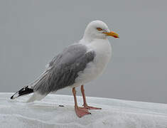 European Herring Gull