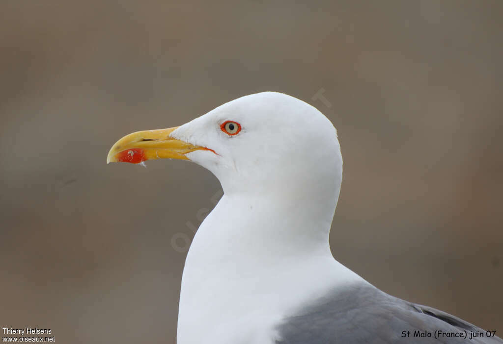 Lesser Black-backed Gulladult breeding, close-up portrait