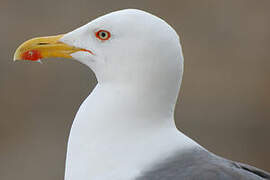 Lesser Black-backed Gull