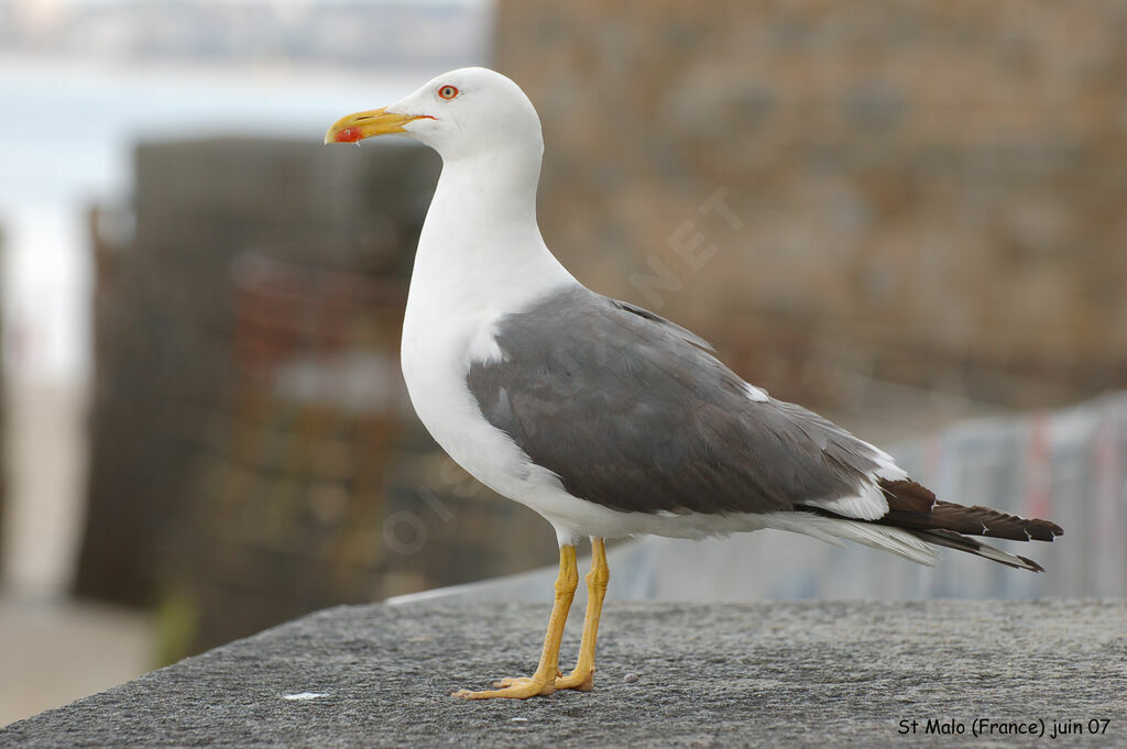 Lesser Black-backed Gull