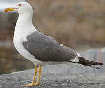 Lesser Black-backed Gull